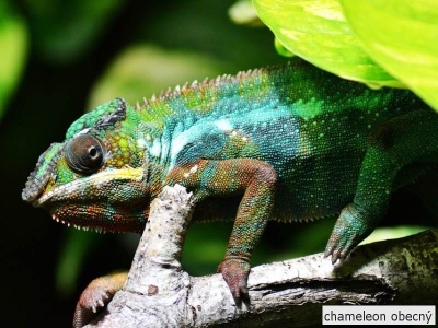 chameleon obecný
