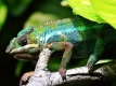 chameleon