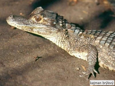 kajman brýlový