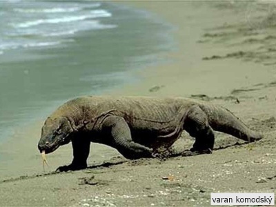 varan komodský