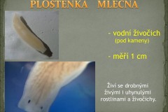 Snimek3