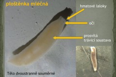 Snimek4