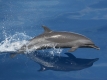 delfín (kytovci)