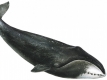 velryba  gronská (kytovci)
