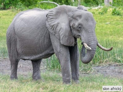 slon africký
