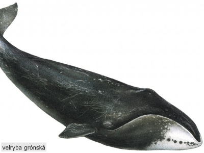 velryba grónská