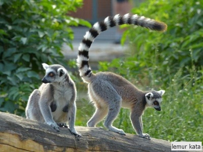 lemur kata