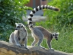 lemur kata