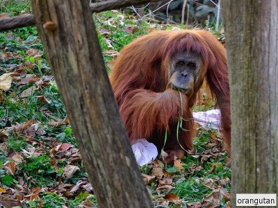 orangutan