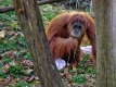 orangutan