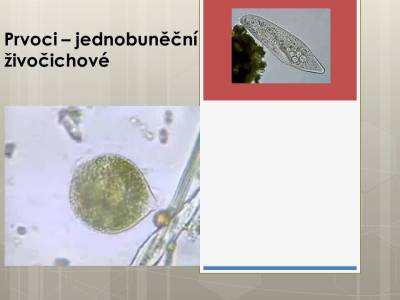 prvoci-01