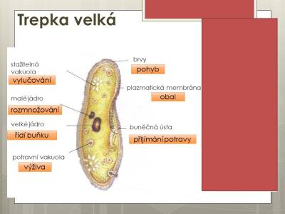 prvoci-02