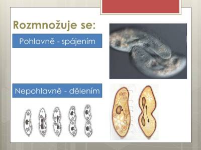 prvoci-03