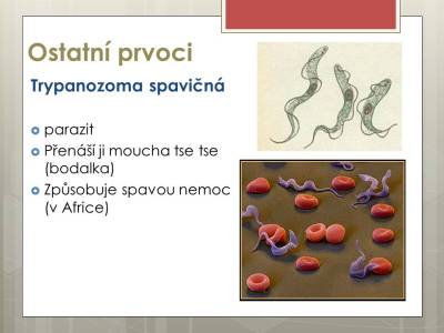 prvoci-05