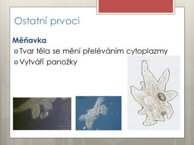 prvoci-06