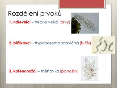 prvoci-07