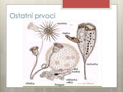 prvoci-08