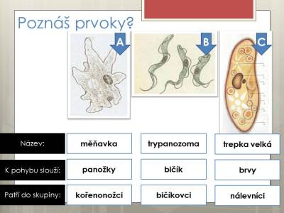 prvoci-10