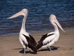 21-pelikán