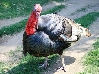 krocan