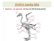 ptác i-stavba těla - 14