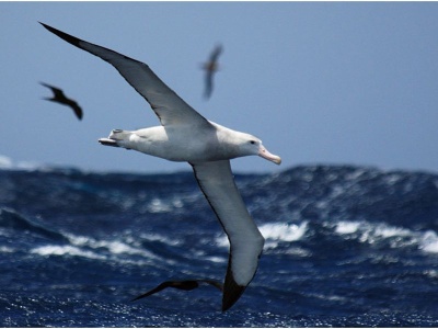 albatros