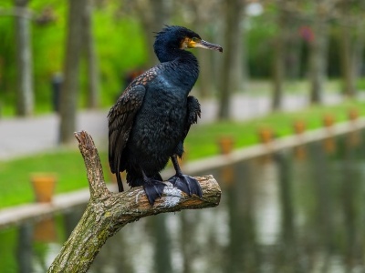 kormoran-velky