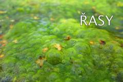 rasy-01