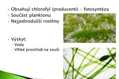 rasy-02