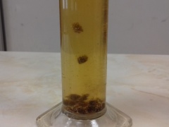 tancici-rozinky-5