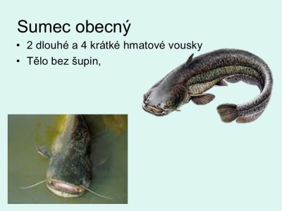 1_Snimek14