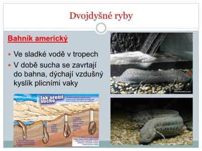 1_Snimek4