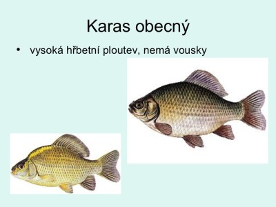 2_Snimek3