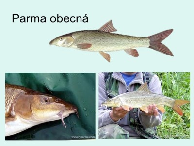 2_Snimek7