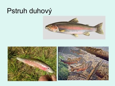 2_Snimek9