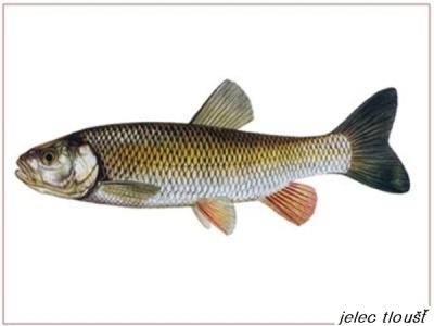 jelec tloušť