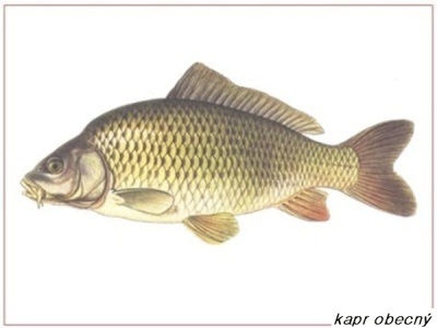 kapr obecný