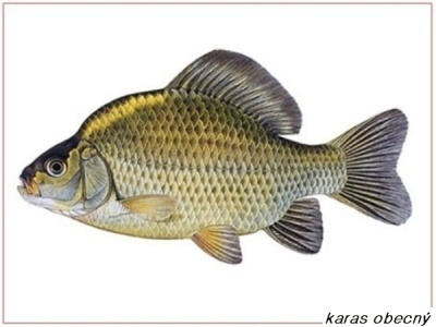 karas obecný