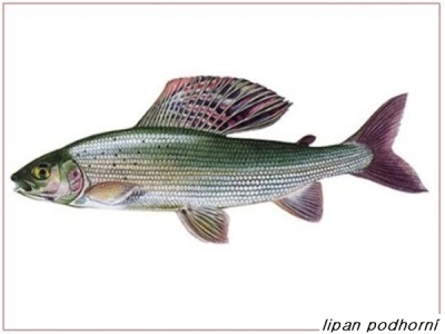 lipan podhorní