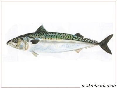 makrela obecná