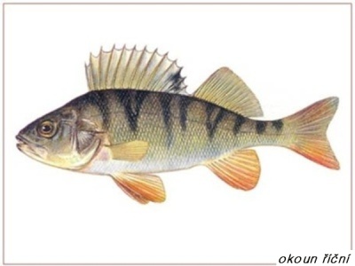 okoun říční