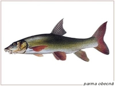 parma obecná