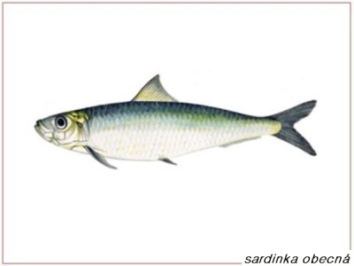 sardinka obecná