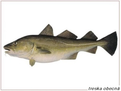 treska obecná