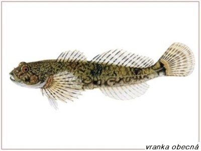 vranka mramorovaná