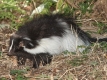 skunk severoamerický
