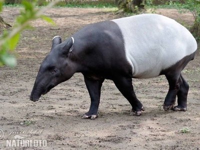 tapir