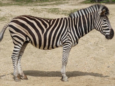 zebra