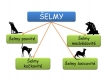 selmy-02