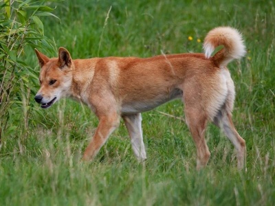 dingo